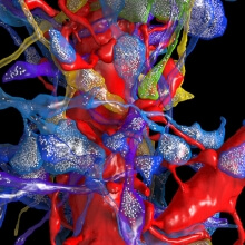 reconstruction of cortical connectivity 