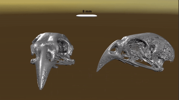 Three-dimensional scan of finch beaks 
