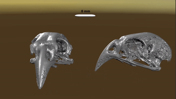 Three-dimensional scan of finch beaks
