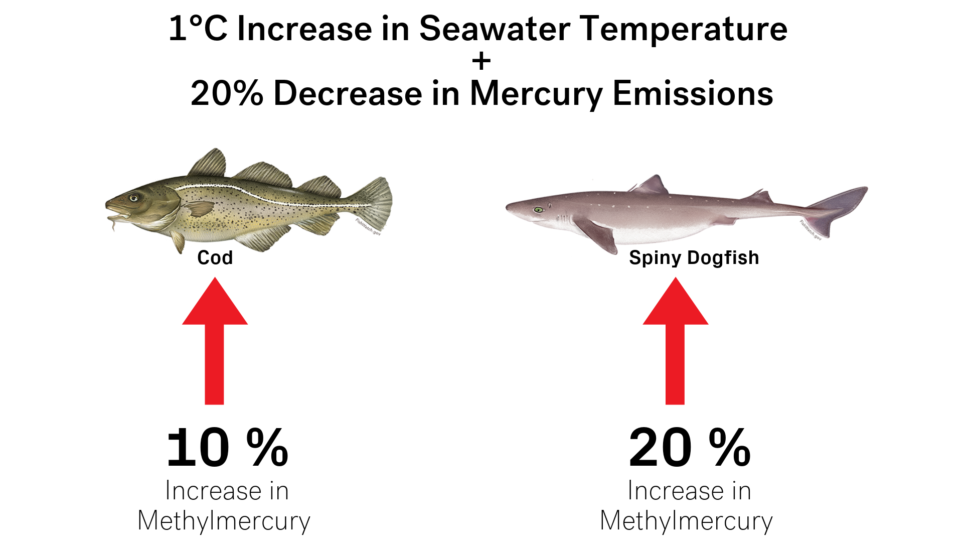 Aumento da temperatura do mar e o excesso de pesca afetam os níveis de mercúrio nos peixes