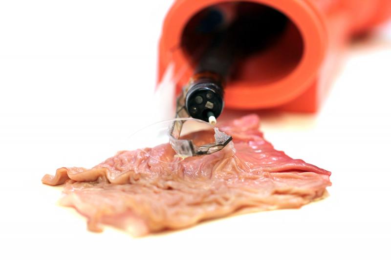 Soft pop-up arm performing tissue counter-traction during an ex-vivo test on a porcine stomach (Image courtesy of Harvard University)
