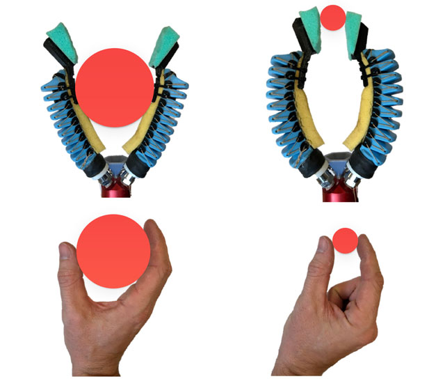 A modified version of the gripper with only two fingers can perform both a “power grasp” for holding large objects and a “pinch grasp” for holding small objects, much like a human hand. Credit: Wyss Institute at Harvard University