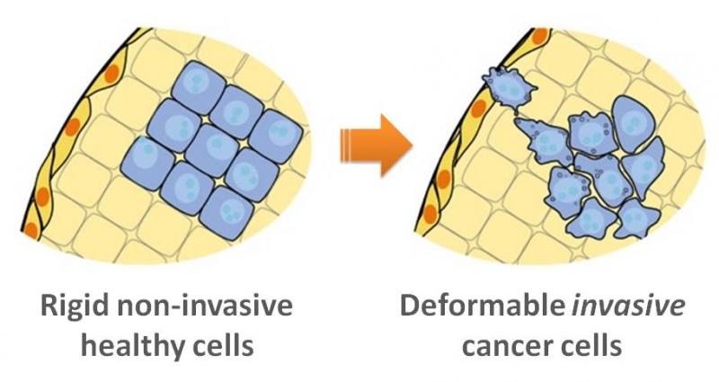 Deformability of invasive and non-invasive cells