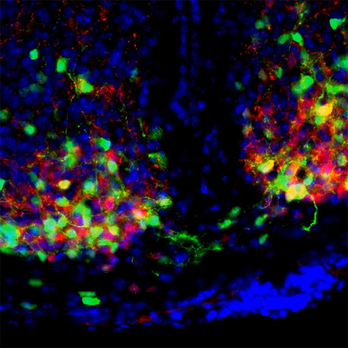 Mapping the circuit of our internal clock Harvard John A. Paulson