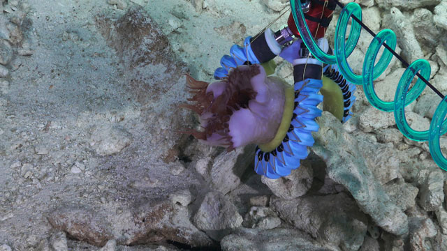 Sea Anemone Pick Up - brightened.jpg: A three-finger soft manipulator grasping a sea anemone attached to a rock on a hard substrate. Credit: Wyss Institute at Harvard University