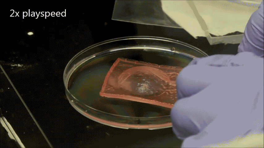 Deep-frying hydrogels in mineral oil at 120 °C. Uncoated hydrogels release water vapor, especially if the surface of the hydrogel is contaminated with carbon powder. In contrast, elastomer-coated hydrogels remain quiescent, whether the hydrogel is clean or contaminated. (Video courtesy of Suo Lab/Harvard SEAS)