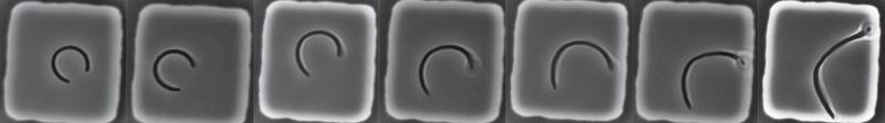 Il E. coli, sollecitato, recupera nel tempo la sua forma retta e asta. (Immagini per gentile concessione di Lars D. Renner presso l'Istituto Leibniz di ricerca del polimero e il centro di biomateriali Max Bergmann, Dresda, Germania).