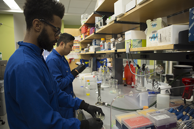 Biomedical engineering concentrator Aaron Hodges, A.B. ’21, and bioengineering concentrator Mark Theodore Meneses, S.B. ’21, work in the lab. (Photo by Adam Zewe/SEAS Communications)