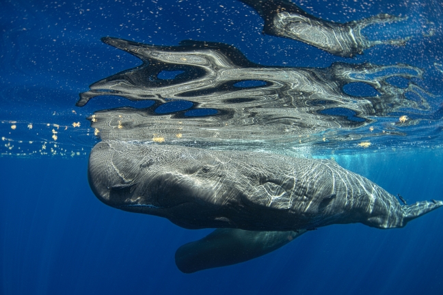 image of sperm whale