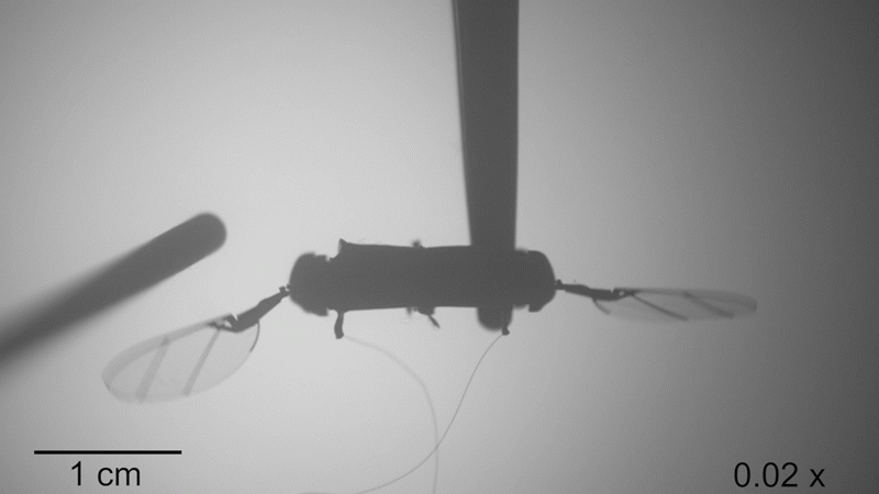 A vide of a flapping wing colliding with an object