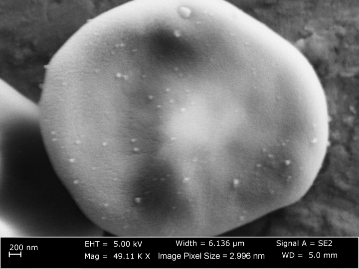 An SEM image of the nanoparticles on the red blood cell 