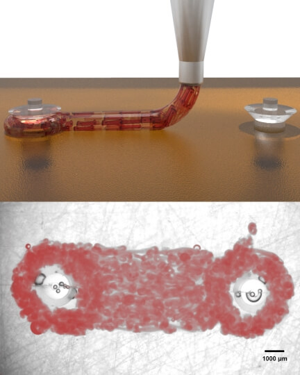 photo of 3D bioprinted cardiac macrofilaments