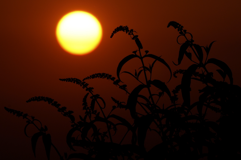 A butterfly bush is silhouetted as the sun rises in Germany.