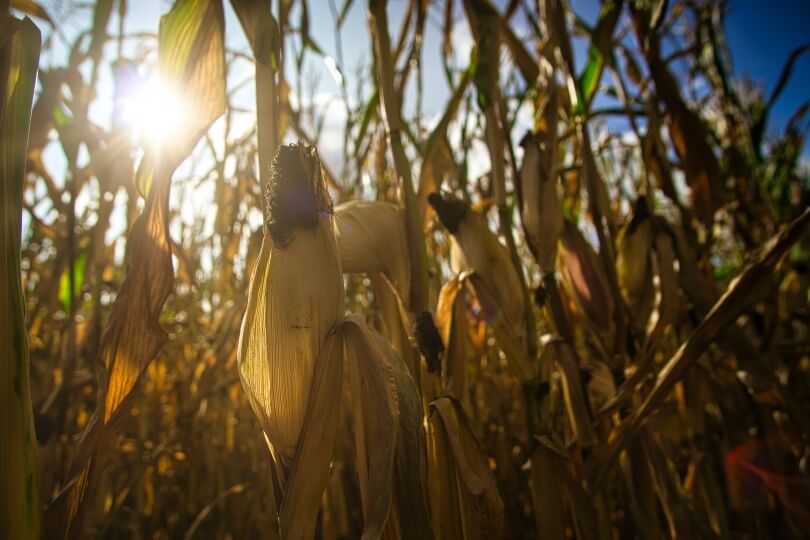 image of corn field with sun 