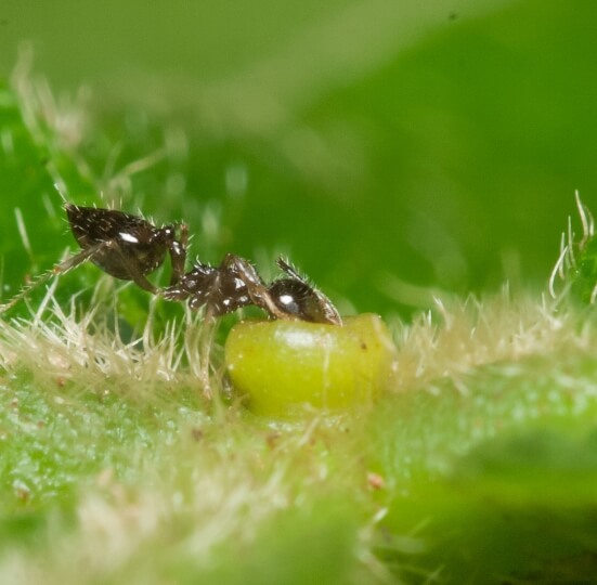 An acrobat ant (Crematogaster sp.) feeding at a bowl-shaped extrafloral nectary on an Inga tree