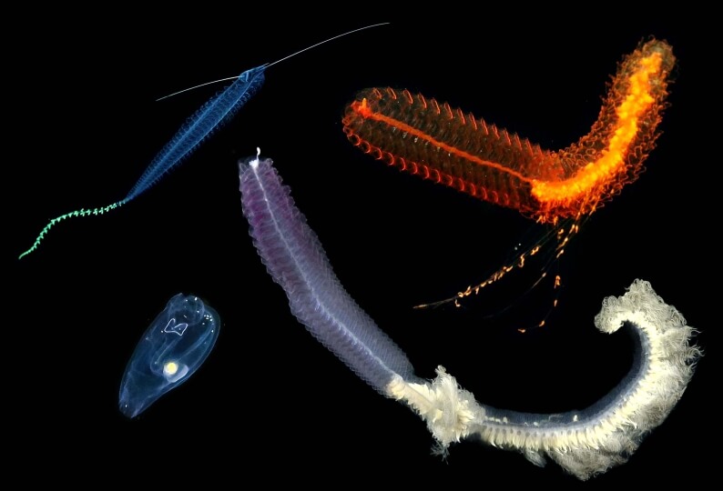 Composite image of gelatinous deep-sea animals 