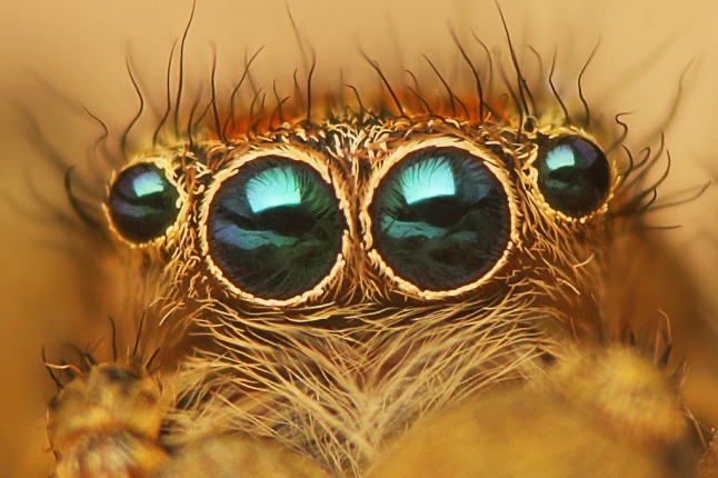 The eyes of a jumping spider.