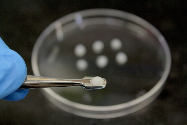 Cryogel in a petri dish