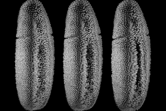 image of Fruitfly Embryo