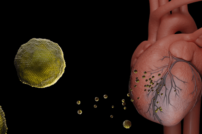 An illustration of exosomes traveling to the heart to repair damage caused by a heart attack. 