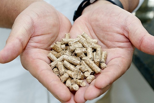 Sustainable eucalyptus pellets