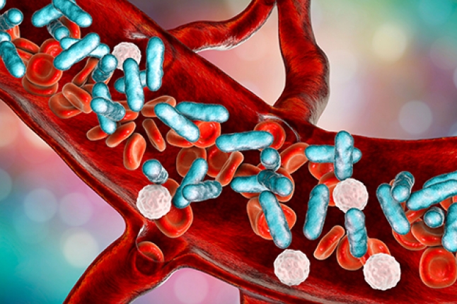 Pathogenic bacteria in the bloodstream
