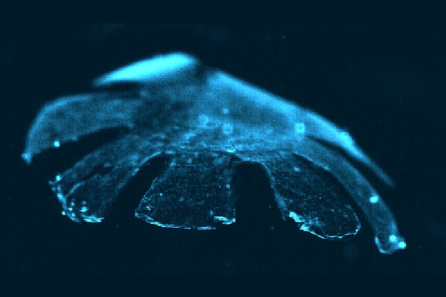 image of biohybrid jellyfish